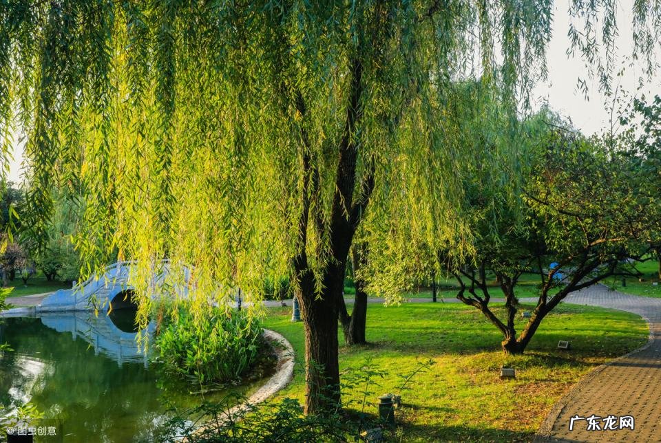 赞美柳树的诗句有哪些 描写柳树的诗句三年级 赞美柳树的诗句精选