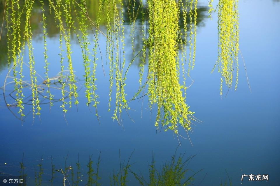 赞美柳树的诗句有哪些 描写柳树的诗句三年级 赞美柳树的诗句精选