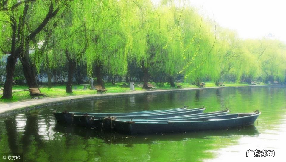 赞美柳树的诗句有哪些 描写柳树的诗句三年级 赞美柳树的诗句精选