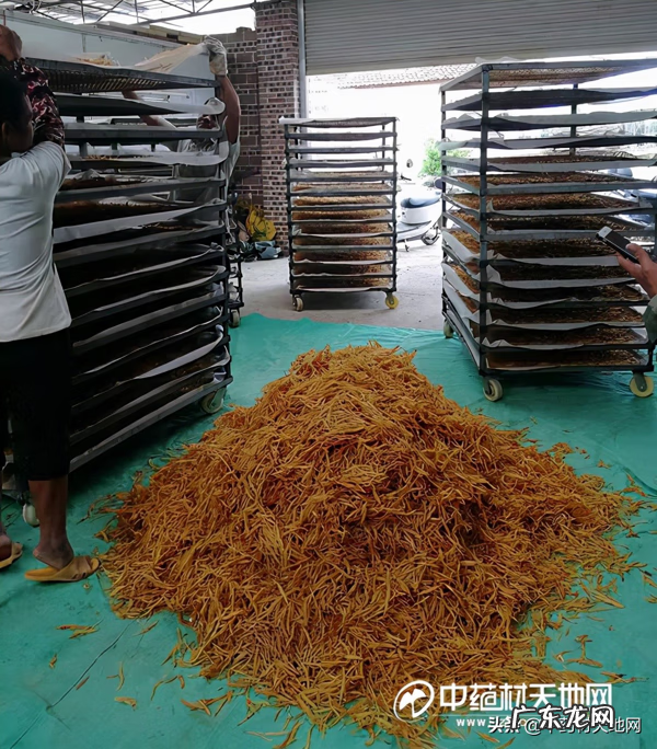 大天冬价格 天冬价格行情