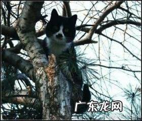 罹怎么读同音字有哪些 罹的同音字怎么读