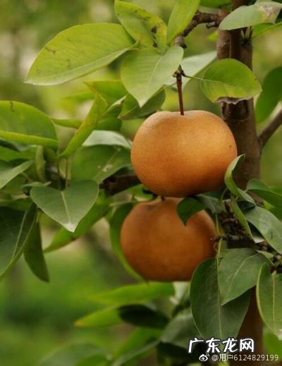 罹怎么读同音字有哪些 罹的同音字怎么读