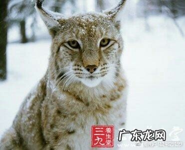 罹怎么读同音字有哪些 罹的同音字怎么读