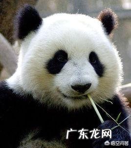 大熊猫的相关资料?