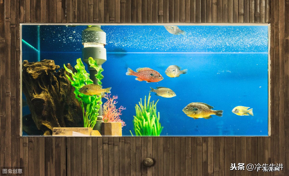 帝师讲江南会 家居风水养鱼