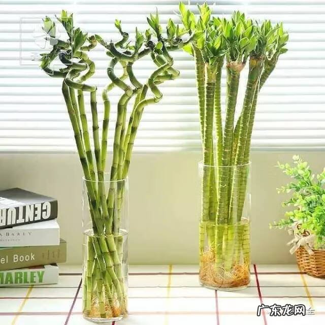 植被覆盖率高的原因 家里的绿植高过人风水