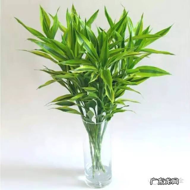 植被覆盖率高的原因 家里的绿植高过人风水