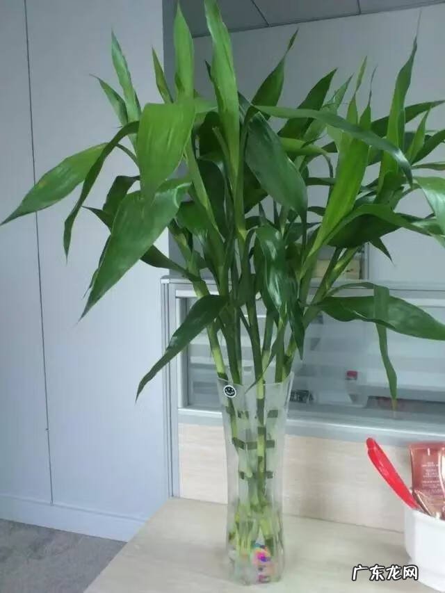 植被覆盖率高的原因 家里的绿植高过人风水