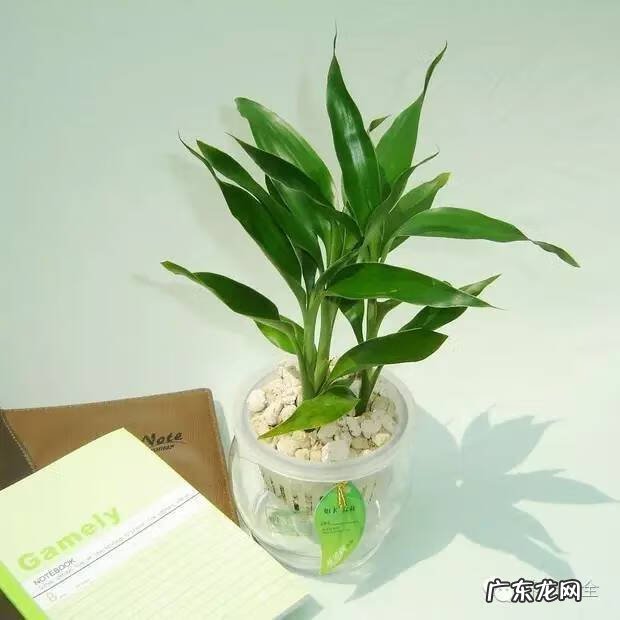 植被覆盖率高的原因 家里的绿植高过人风水