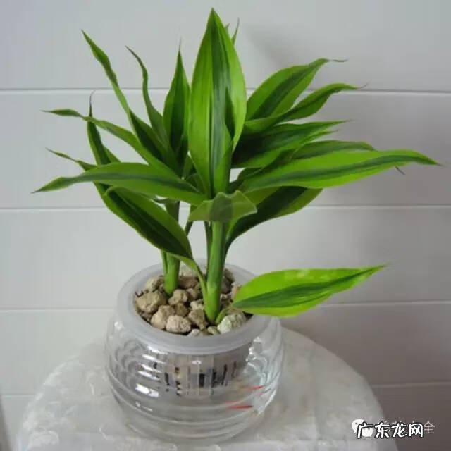 植被覆盖率高的原因 家里的绿植高过人风水