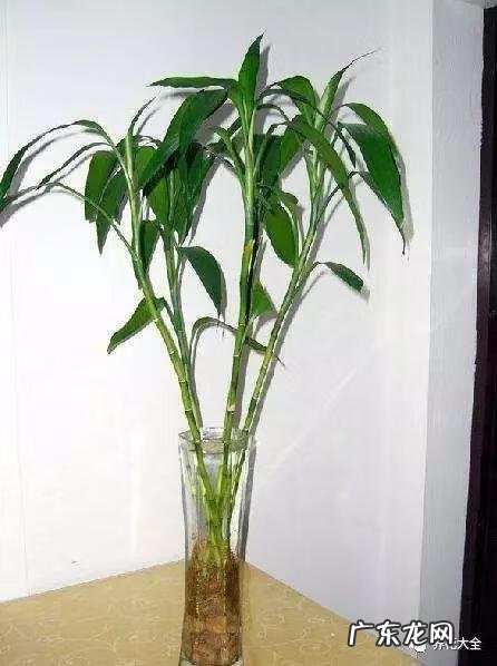 植被覆盖率高的原因 家里的绿植高过人风水