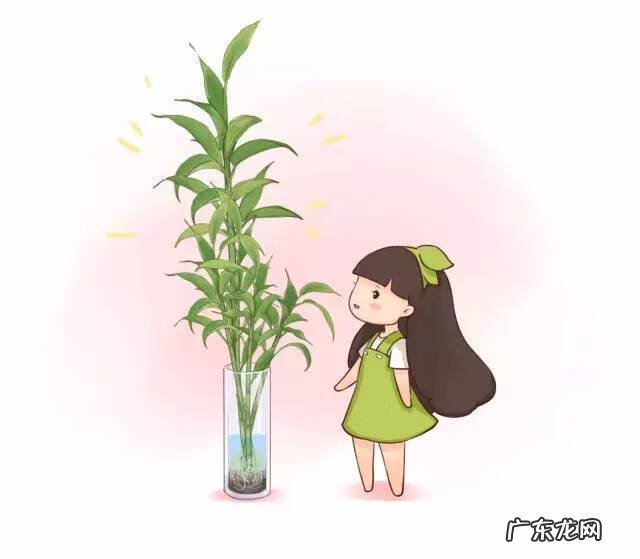 植被覆盖率高的原因 家里的绿植高过人风水