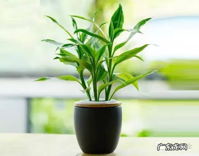 植被覆盖率高的原因 家里的绿植高过人风水