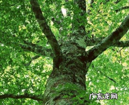 甲木人适合从事什么职业 甲木人适合从事什么职业工作