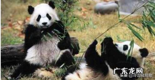 国宝大熊猫资料?