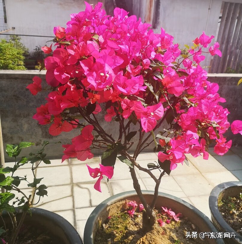 庭院养花忌讳 养花忌讳有哪些