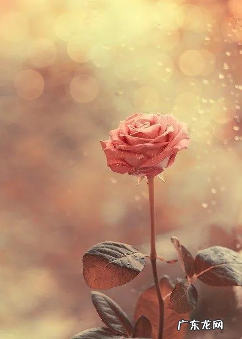 烂漫的意思是? 烂漫的含义是什么