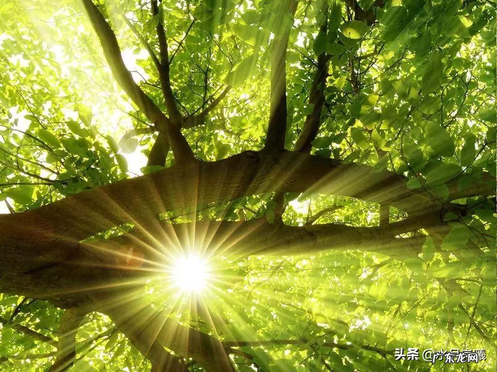 如果说生命只是记忆中的一朵浪花,那何为生命的本质?