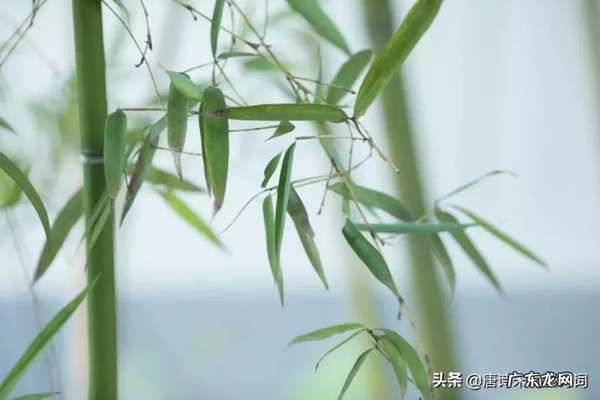 物是人非事事休的意思是啥 物物是人非什么意思