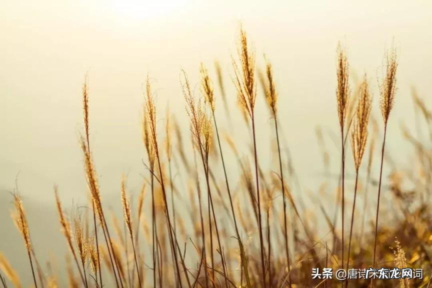 物是人非事事休的意思是啥 物物是人非什么意思