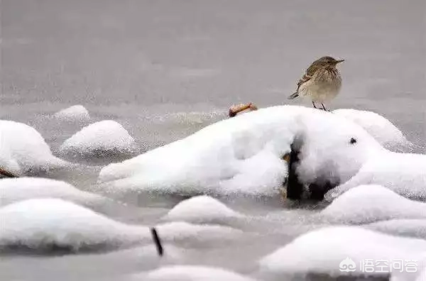 大雪节气的文化含义和养生意义有哪些？