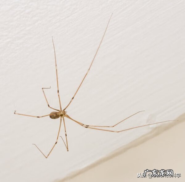 长踦幽灵蛛 幽灵蜘蛛是什么东西