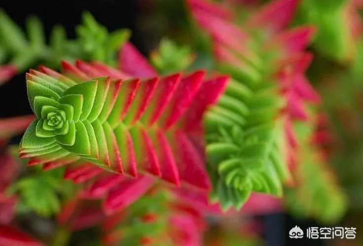 多肉茜之塔,摄影怎么拍?