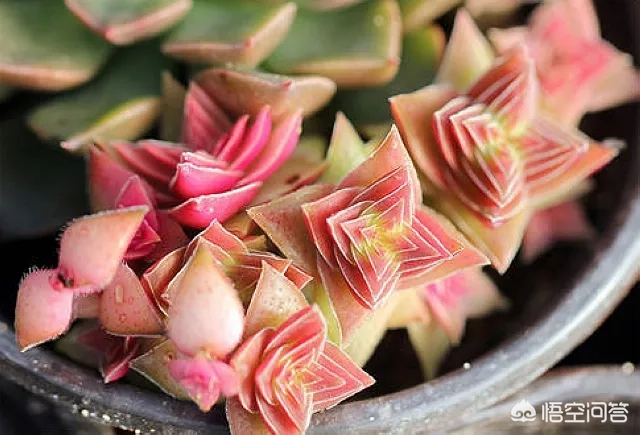 多肉茜之塔,摄影怎么拍?