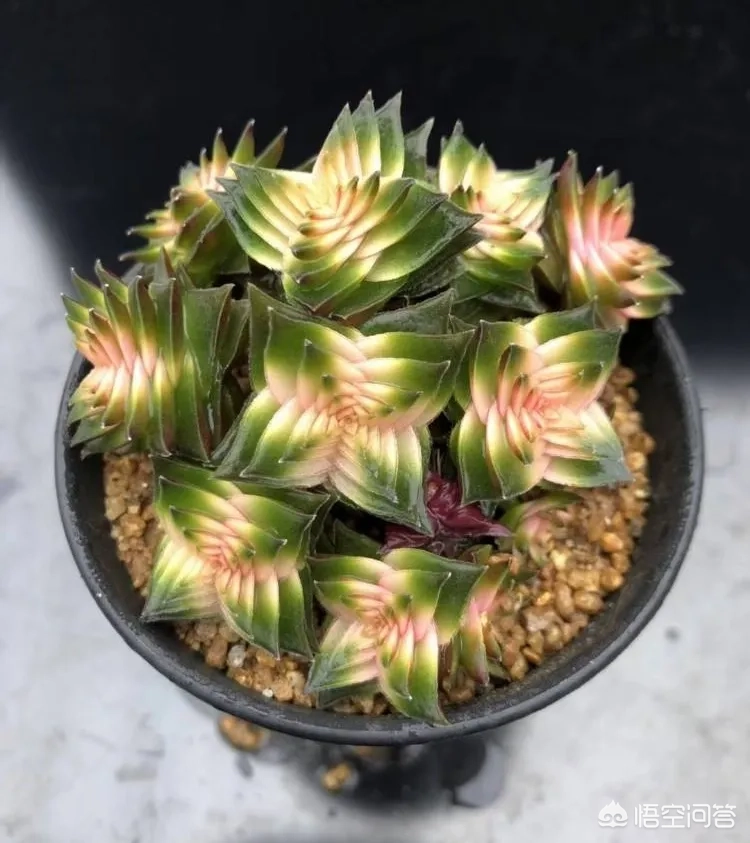 多肉茜之塔,摄影怎么拍?