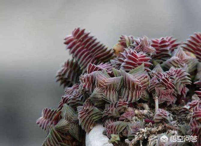 多肉茜之塔,摄影怎么拍?