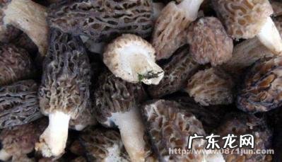 羊肚菌大概多少钱一斤 现在的羊肚菌多少钱一斤呢