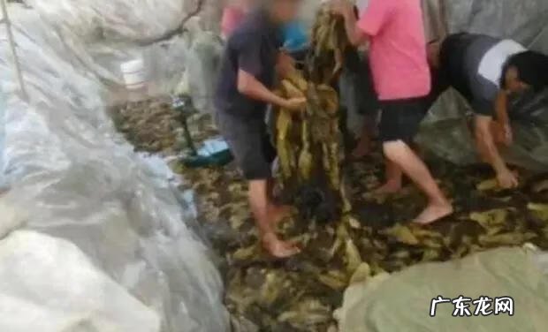 2021年315都曝光了哪些问题 2021年315曝光的食品有哪些