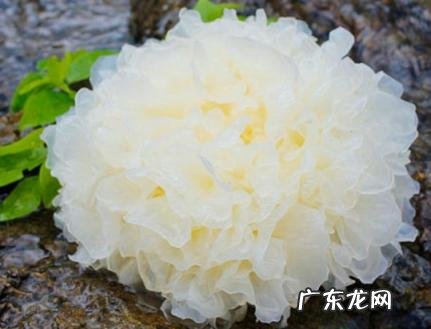 银耳凉拌需要煮一下吗 银耳凉拌需要煮一下吗百度