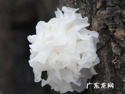 银耳凉拌需要煮一下吗 银耳凉拌需要煮一下吗百度