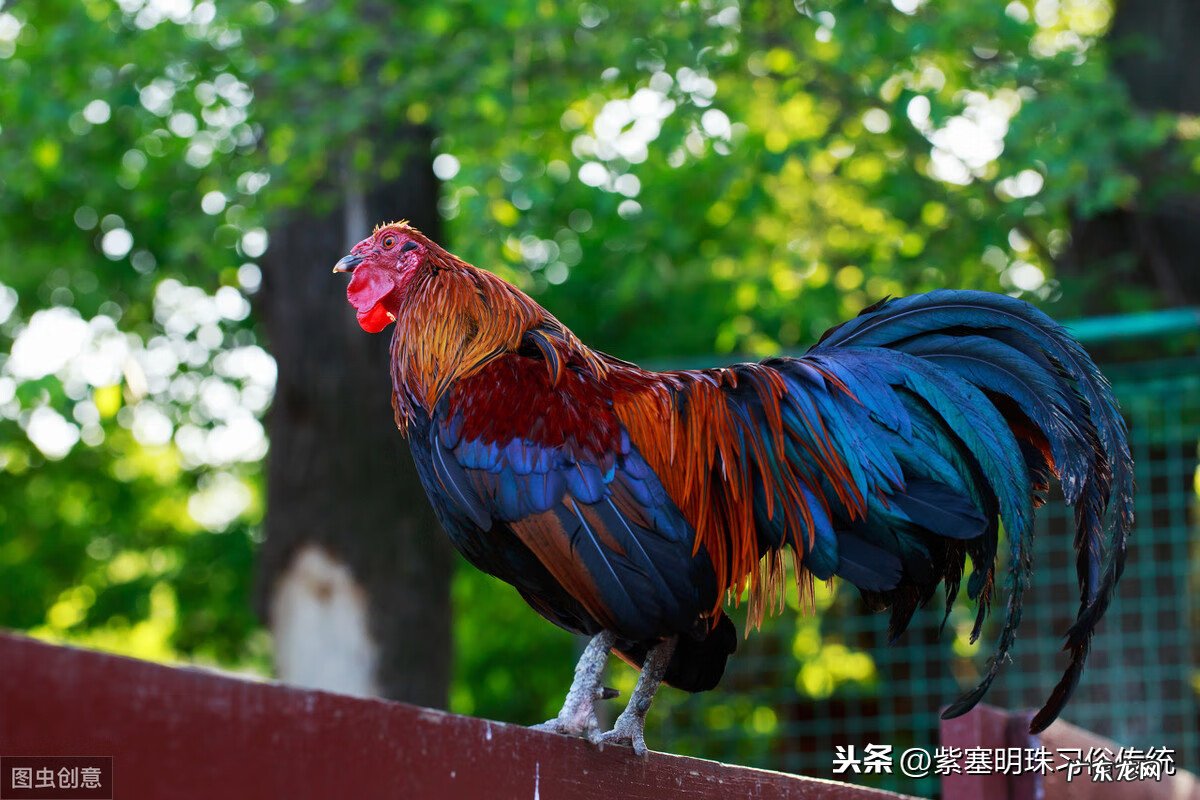 公鸡风水有什么讲究 公鸡点穴的风水作用