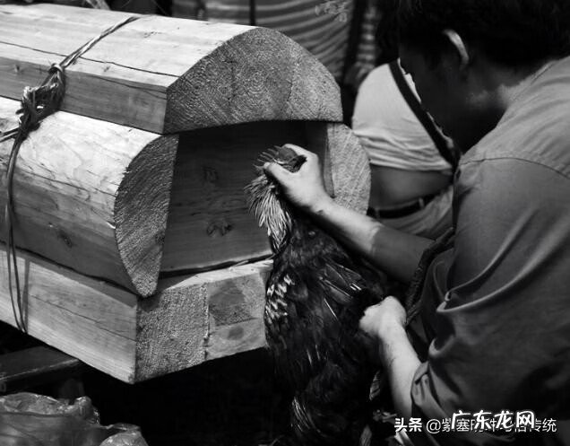 公鸡风水有什么讲究 公鸡点穴的风水作用