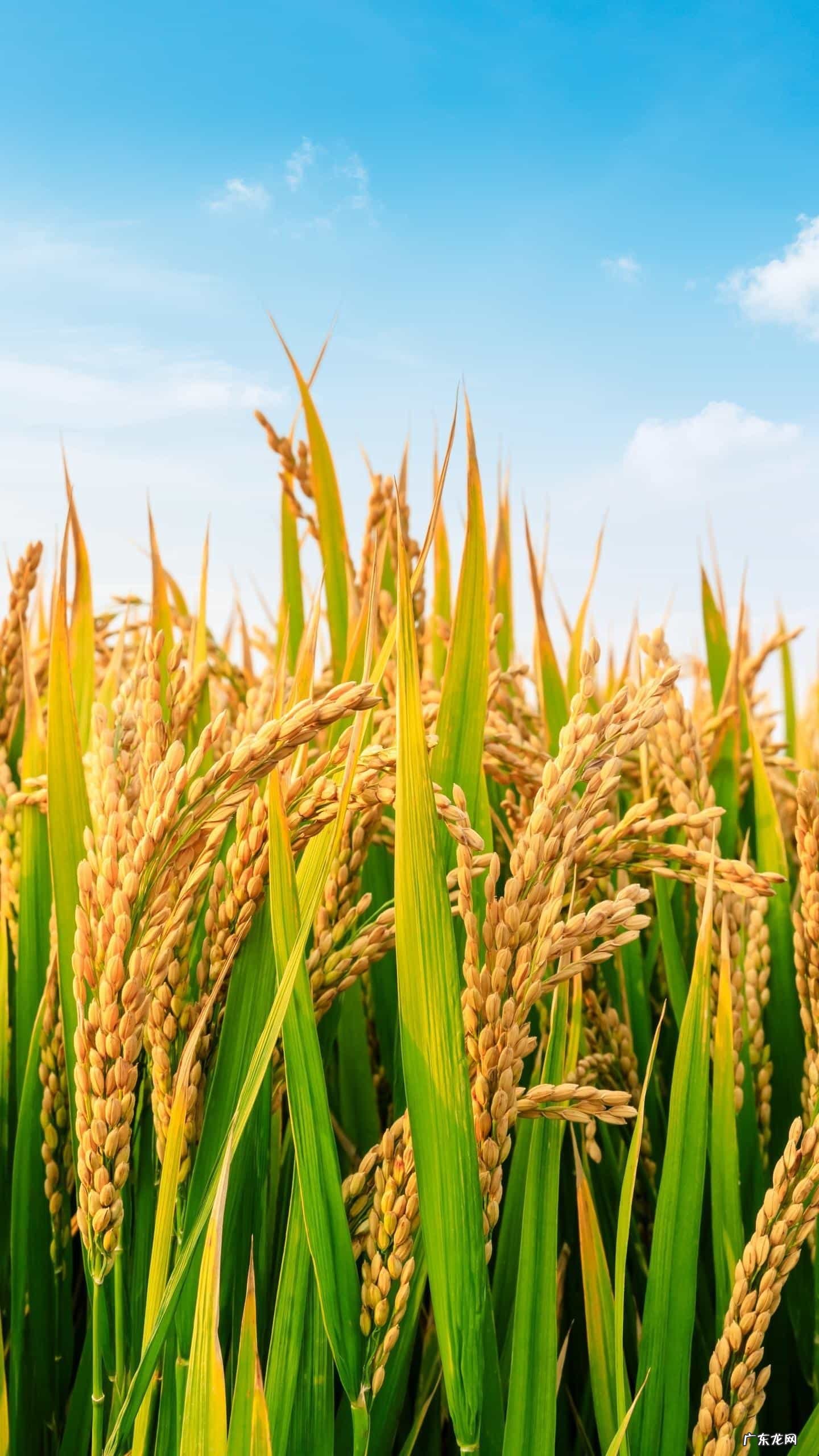 什么是人生感悟？