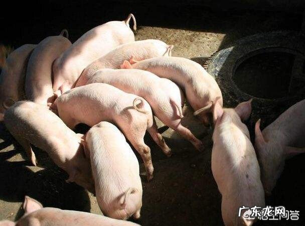 如果生猪的价格每斤平均在8元～8.5元，是不是比较合理？