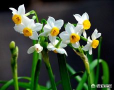 中国传统年宵花“水仙花”是有毒的吗？