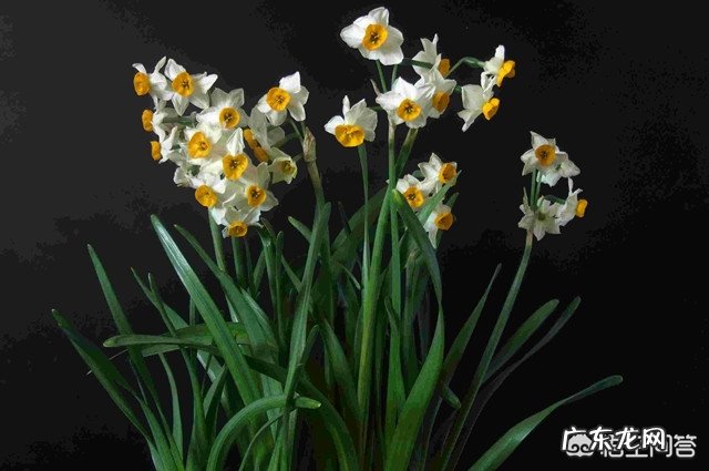 中国传统年宵花“水仙花”是有毒的吗?