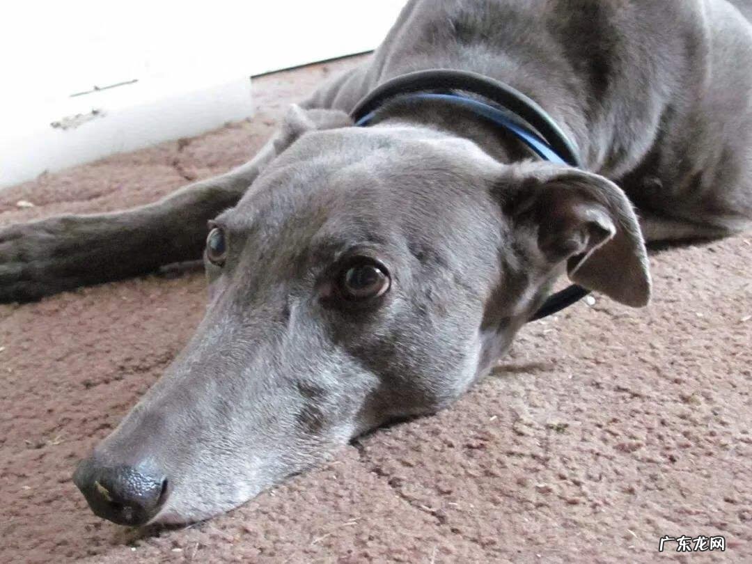 养不住狗的风水原因 狗狗丢了影响风水吗