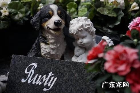 养不住狗的风水原因 狗狗丢了影响风水吗