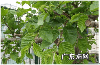 嵩字风水解析 榆字怎么介绍