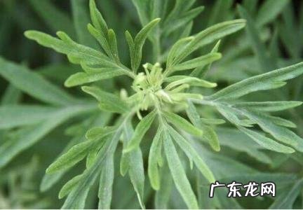 怎样使用艾草去晦气 怎样使用艾草去晦气最好