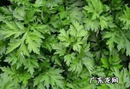 怎样使用艾草去晦气 怎样使用艾草去晦气最好