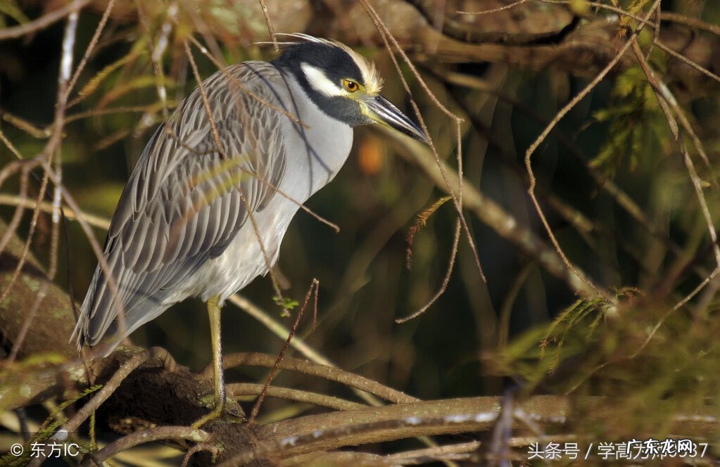 表示颜色多的词语有什么 表示颜色多的成语是