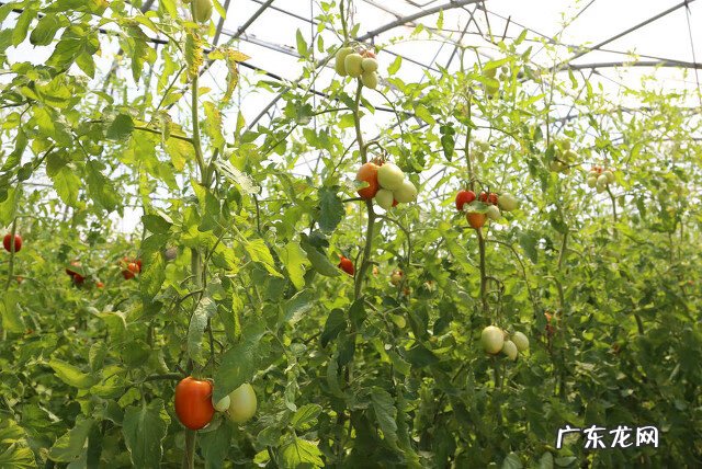 致富机器大全 致富小机器大全图片