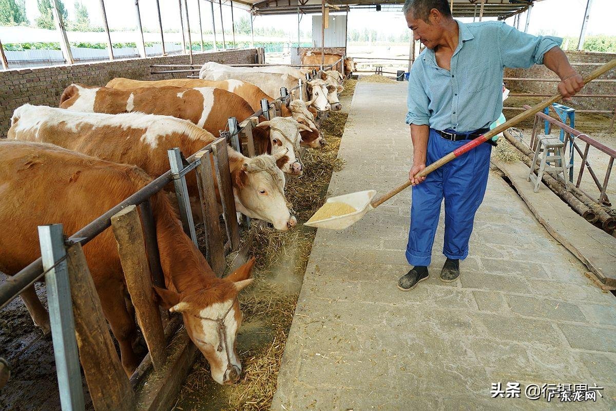 卧牛不出栏风水宝地 牛不出栏风水图