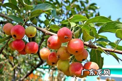 院子里能种牡丹 风水