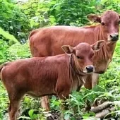 十二生肖最大的抱负是什么?